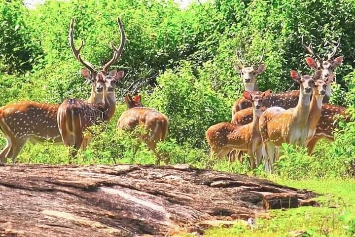 Budget-Friendly Private Taxi Tours in Sri Lanka with English Support photo 6