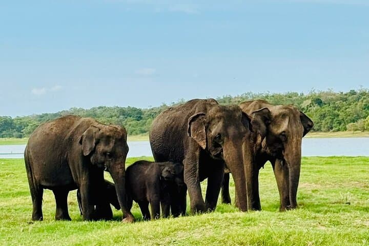 Budget-Friendly Private Taxi Tours in Sri Lanka with English Support photo 3