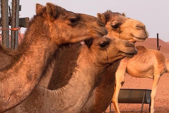 Emirati Farm & Desert Experience in Al Ain — Palm-Farm Visit with Falcons and Camels photo 4