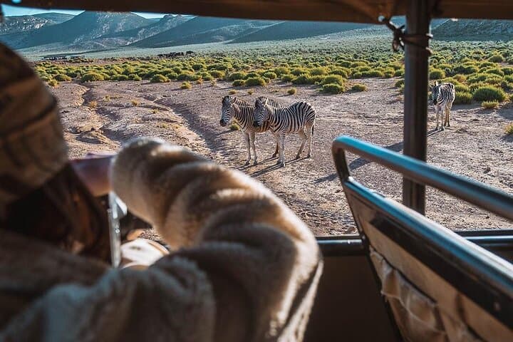 Aquila Day Safari from Cape Town — Big Five in One Day photo 3