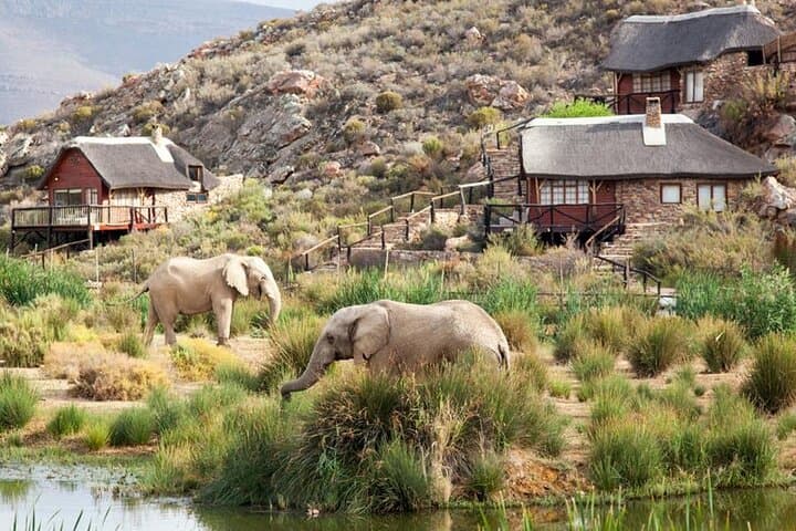 Aquila Day Safari from Cape Town — Big Five in One Day photo 4