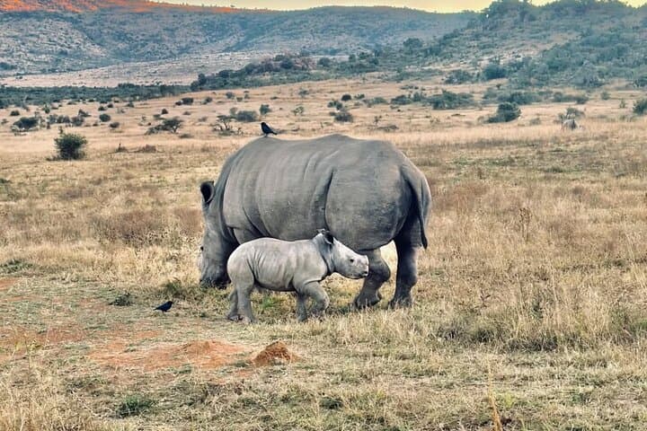 Pilanesberg Big Five Day Safari — Malaria-Free Game Drive from Johannesburg photo 3