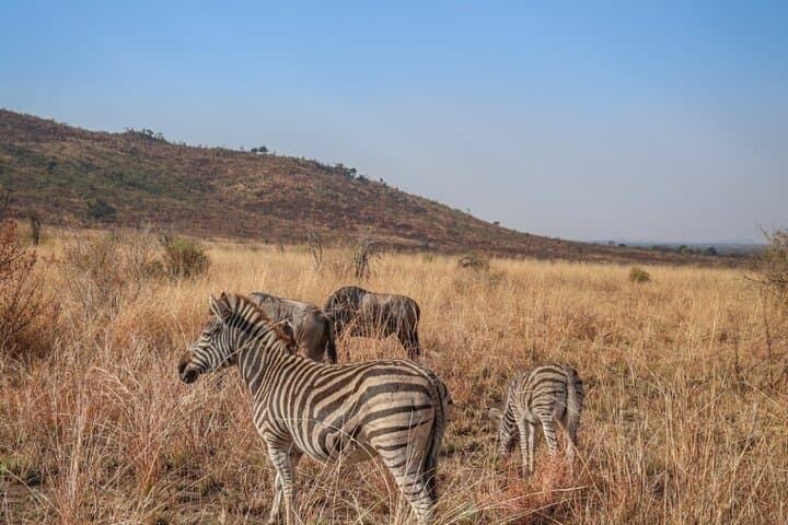 Pilanesberg Big Five Day Safari — Malaria-Free Game Drive from Johannesburg photo 4