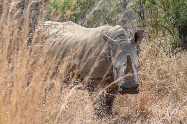 Pilanesberg Big Five Day Safari — Malaria-Free Game Drive from Johannesburg photo 5