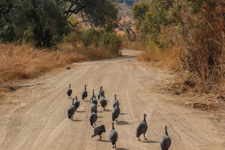 Pilanesberg Big Five Day Safari — Malaria-Free Game Drive from Johannesburg photo 6