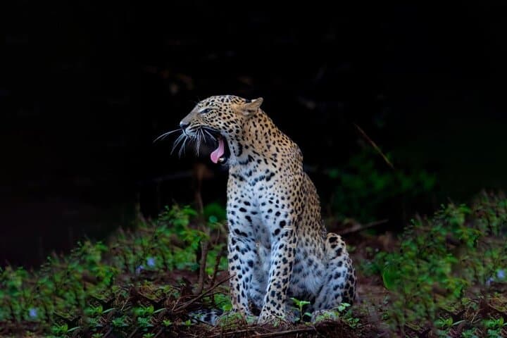 Galle to Ella Shuttle and Yala Block 5 Safari with Breakfast