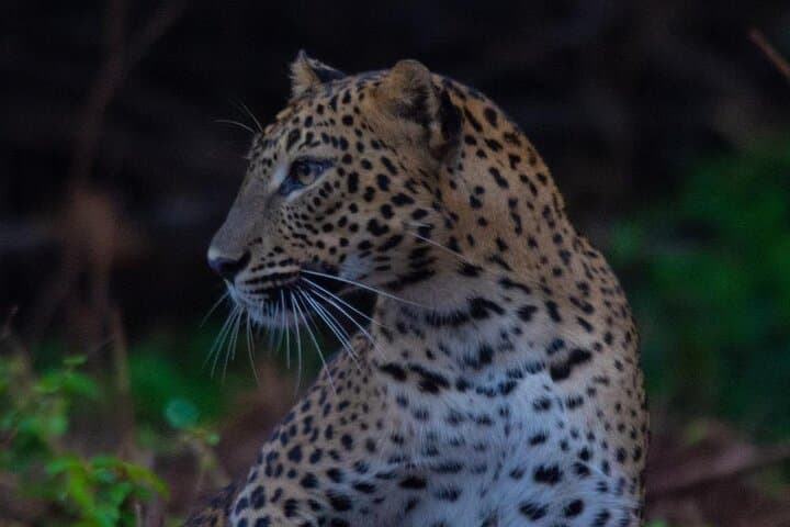 Galle to Ella Shuttle and Yala Block 5 Safari with Breakfast photo 3
