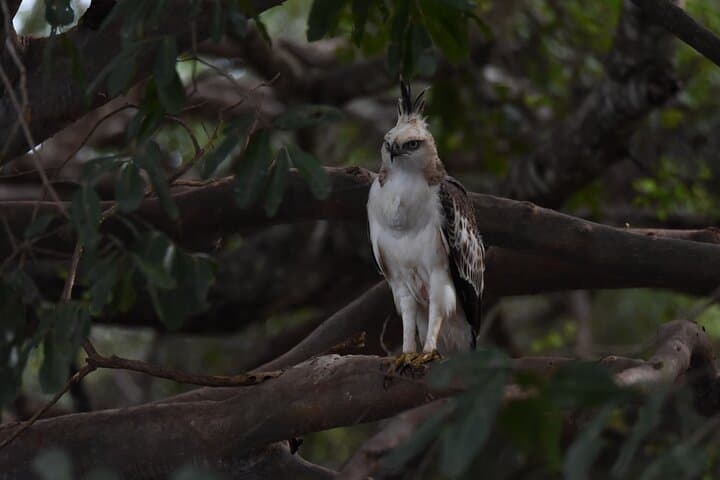 Galle to Ella Shuttle and Yala Block 5 Safari with Breakfast photo 5