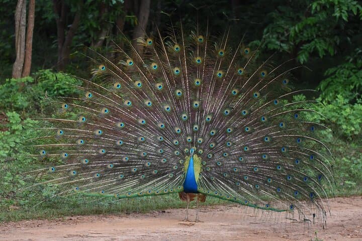 Galle to Ella Shuttle and Yala Block 5 Safari with Breakfast photo 6