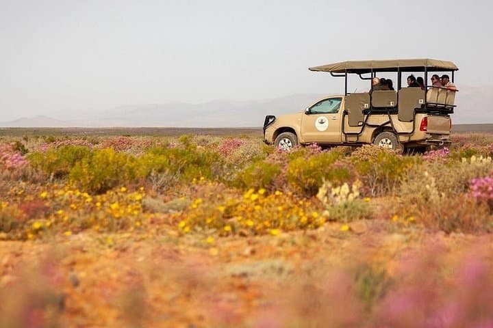 2-Day Inverdoorn Big Five Safari: Luxury Karoo Wildlife Escape photo 4