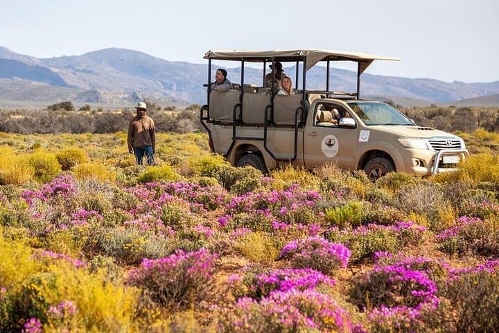 2-Day Inverdoorn Big Five Safari: Luxury Karoo Wildlife Escape photo 2