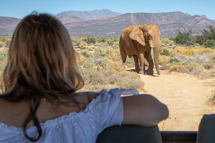 2-Day Inverdoorn Big Five Safari: Luxury Karoo Wildlife Escape photo 1
