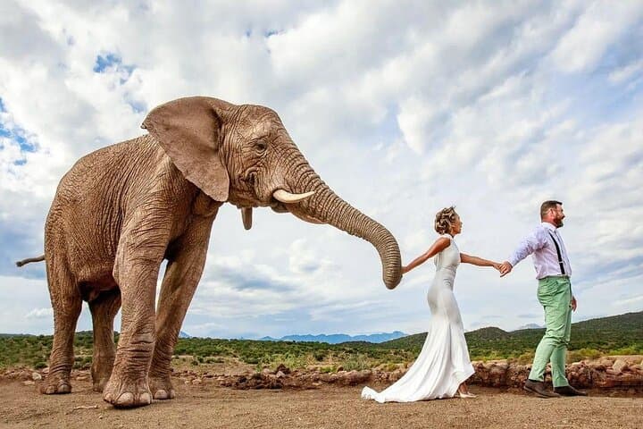 3-Day Buffelsdrift Safari and Ethical Elephant Experience near Oudtshoorn photo 6