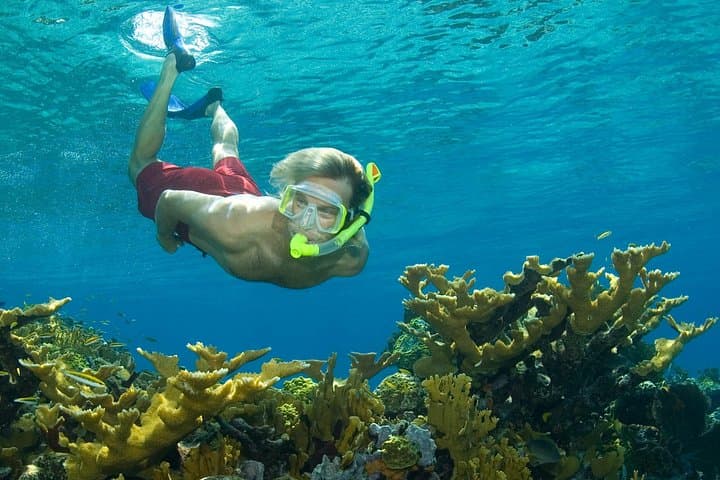 Nassau Shore Snorkel Adventure: Bahamas Marine Life & Shark Encounter photo 1