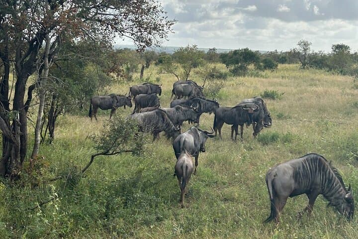 5-Day Kruger Luxury Safari and Panorama Route Adventure photo 3
