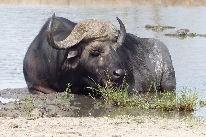 5-Day Kruger Luxury Safari and Panorama Route Adventure photo 5