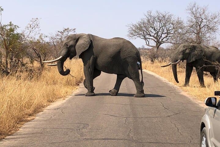3-Day Kruger Luxury Safari from Johannesburg — Big Five at Radisson Hoedspruit photo 2