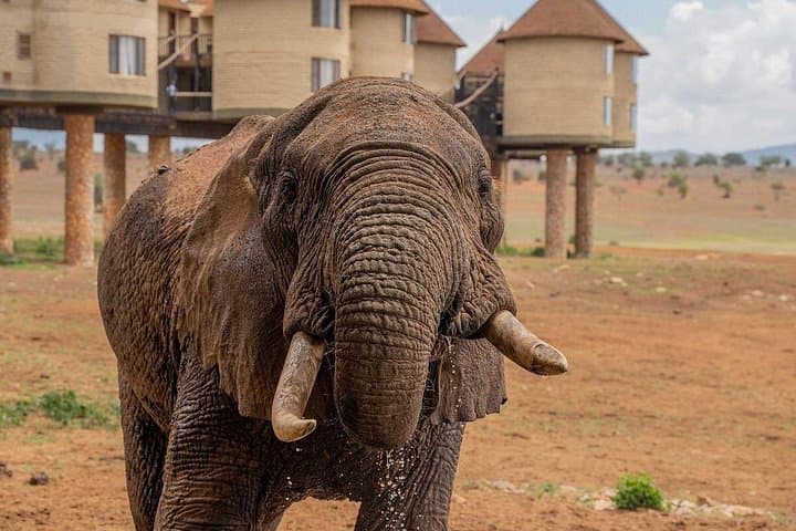 Overnight Safari to Salt Lick Lodge: Mombasa to Taita Hills Wildlife Experience
