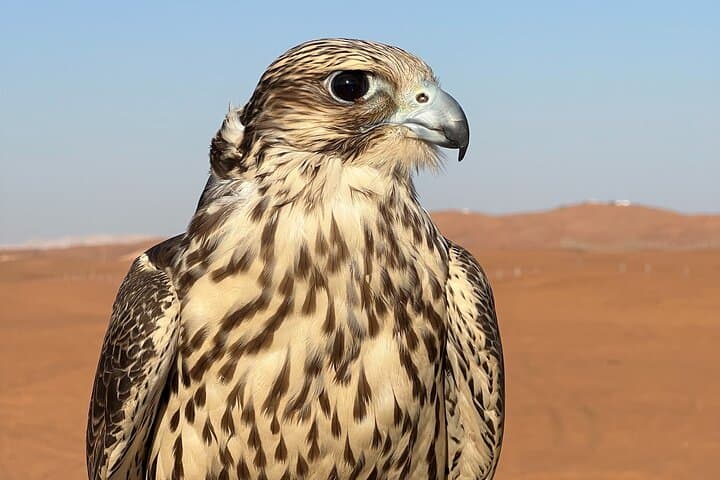 Ras al Khaimah Desert Safari: Sunset Camel Ride & BBQ Experience photo 6