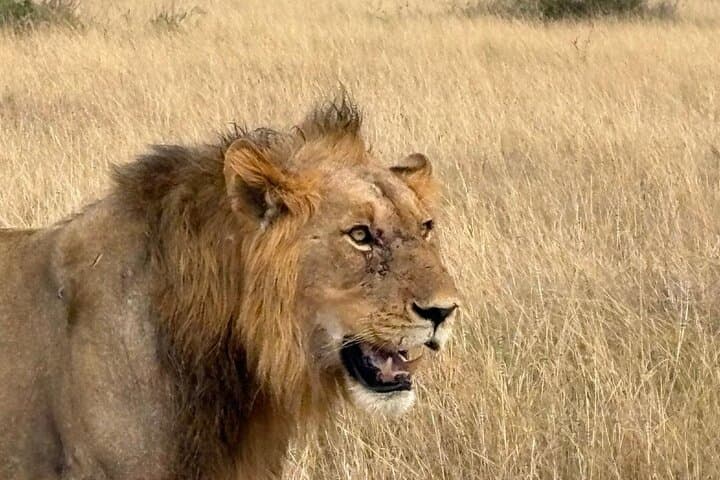 Full-Day Akagera National Park Private Safari — Big Five Game Drive from Kigali photo 4