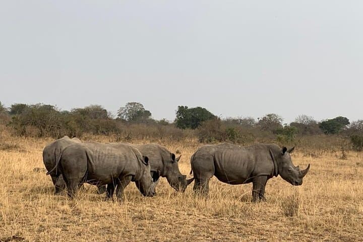 Full-Day Akagera National Park Private Safari — Big Five Game Drive from Kigali photo 3
