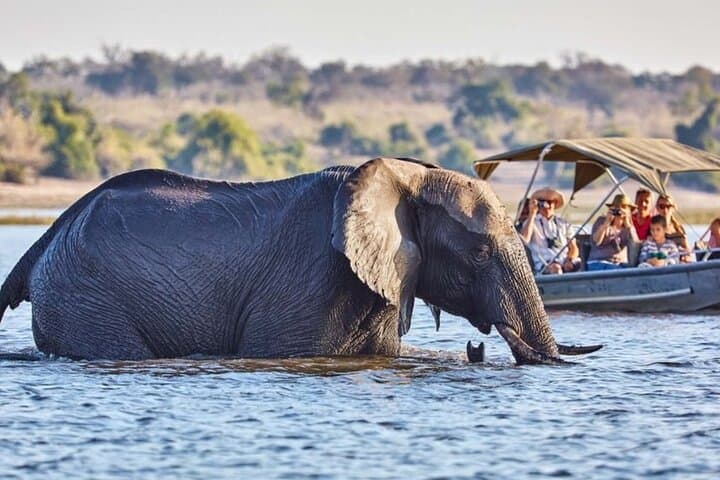 4-Day Botswana Safari: Chobe River & Okavango Delta Wildlife Adventure photo 3