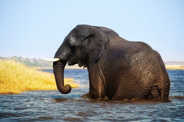 4-Day Botswana Safari: Chobe River & Okavango Delta Wildlife Adventure photo 4