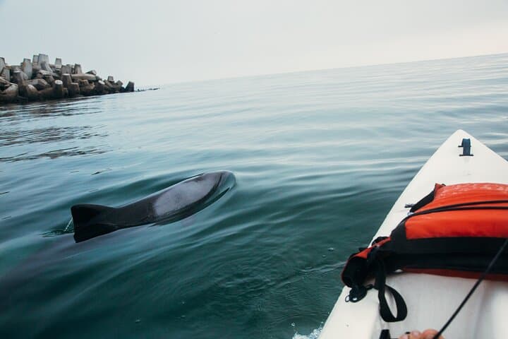 Kayak with Dolphins off Cape Town: Guided Sea Point & Three Anchor Bay Tour photo 3