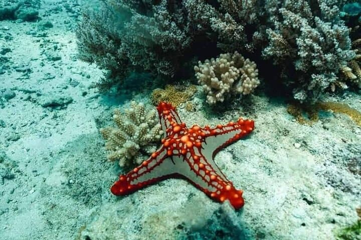Snorkeling Bawe Island: Best Coral Reefs a 30-Minute Boat Ride from Stone Town