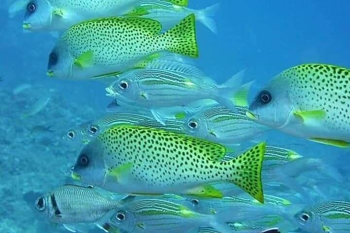 Snorkeling Bawe Island: Best Coral Reefs a 30-Minute Boat Ride from Stone Town photo 2