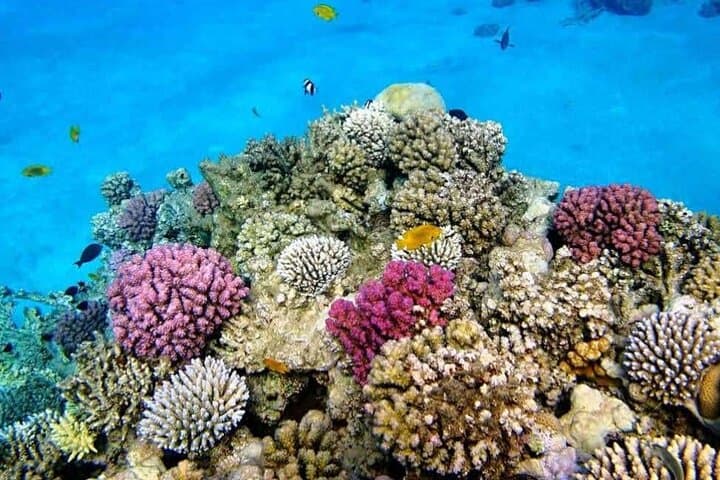 Snorkeling Bawe Island: Best Coral Reefs a 30-Minute Boat Ride from Stone Town photo 4