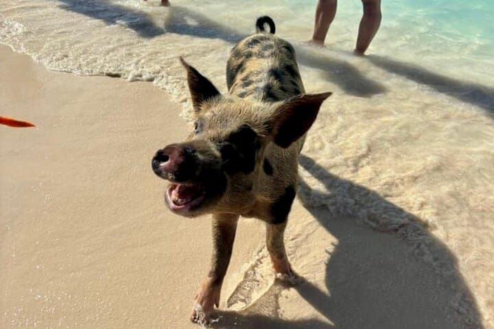 Fast Track Swimming Pigs Encounter — Rose Island Express from Nassau photo 6