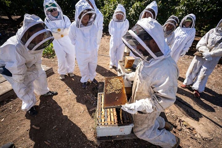 Meet the Bees: Guided Apiary Tour & Honey Tasting in Ojai Valley photo 2