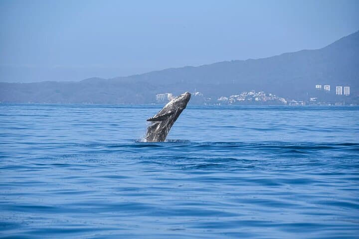 All-Inclusive Whale Watching in Puerto Vallarta: Catamaran Tour with Marine Biologist photo 5