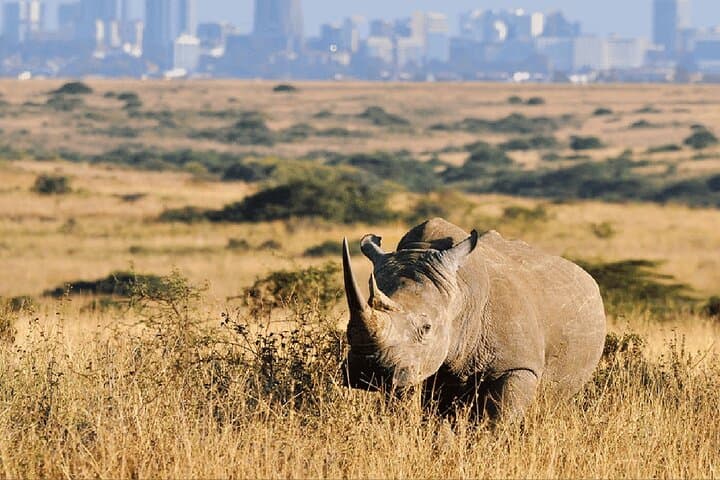 Half-Day Nairobi National Park Safari — Skyline Rhinos, Giraffes & Bead Workshop photo 2