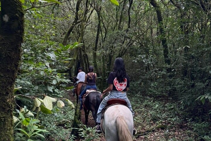 Horseback Riding Through Boquete’s Cloud Forest to Volcán Barú Views