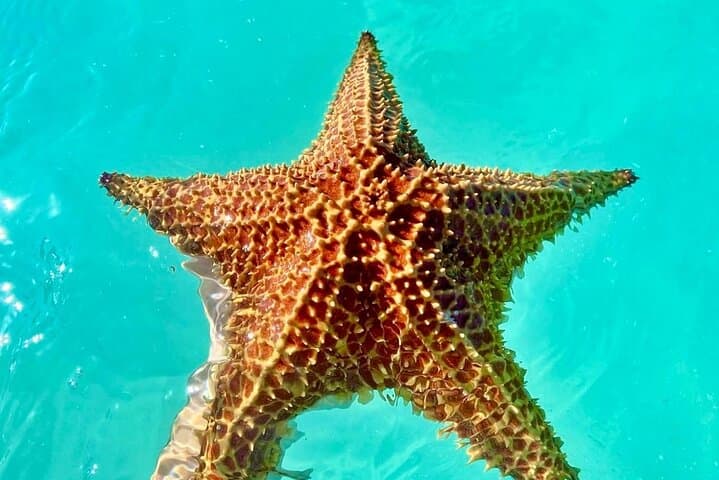 Saona Island VIP Catamaran: Private Beach & Natural Pool Day Trip from Punta Cana photo 3