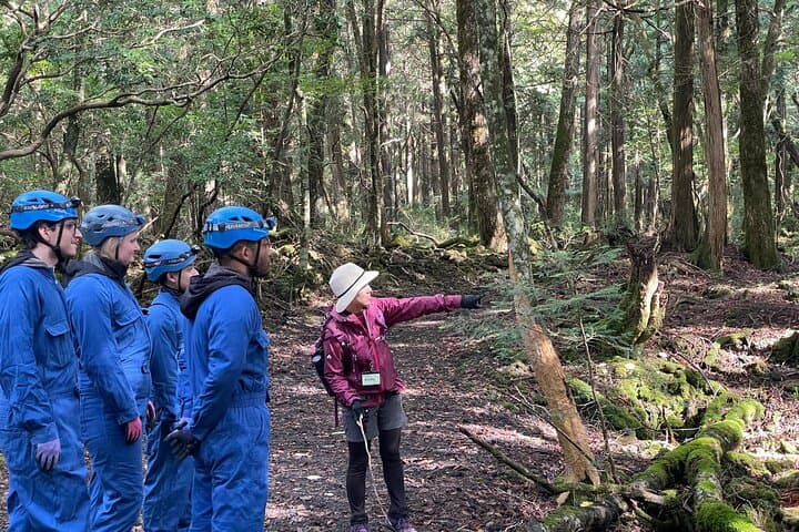 Hiking and Caving Aokigahara Jukai: Mt. Fuji's Lava Forest Ecotour photo 3