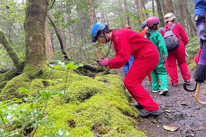 Hiking and Caving Aokigahara Jukai: Mt. Fuji's Lava Forest Ecotour photo 5