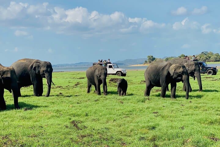 Private Jeep Safari at Minneriya & Kaudulla: Sri Lanka Elephant Encounters photo 2