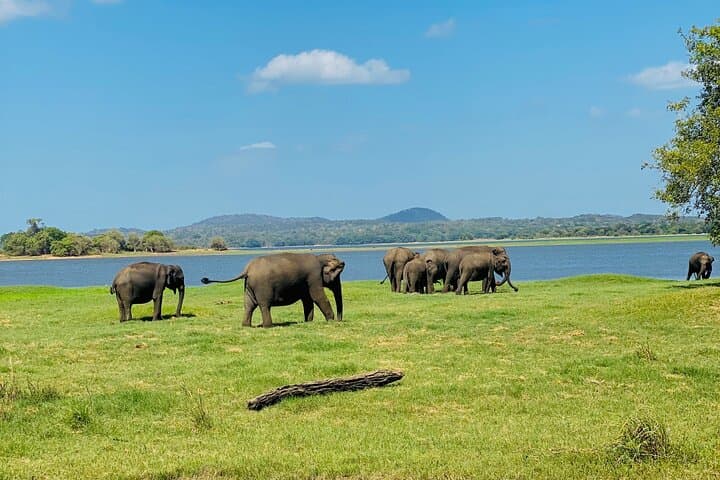 Private Jeep Safari at Minneriya & Kaudulla: Sri Lanka Elephant Encounters photo 4