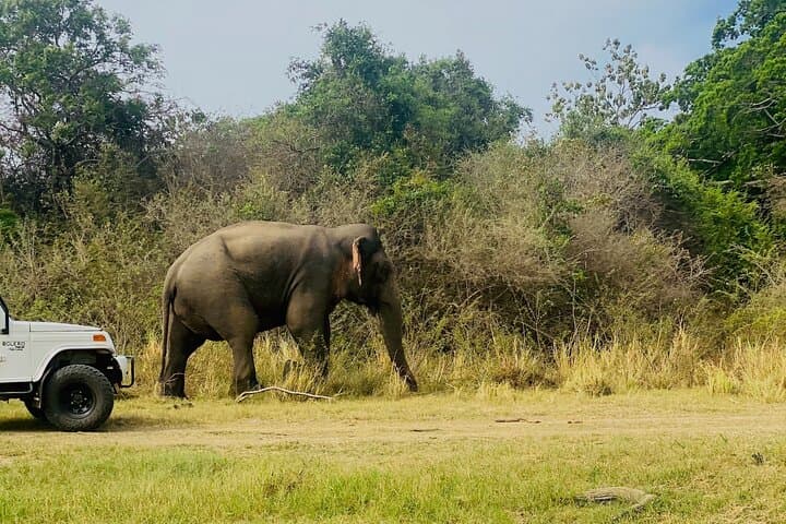 Private Jeep Safari at Minneriya & Kaudulla: Sri Lanka Elephant Encounters photo 6