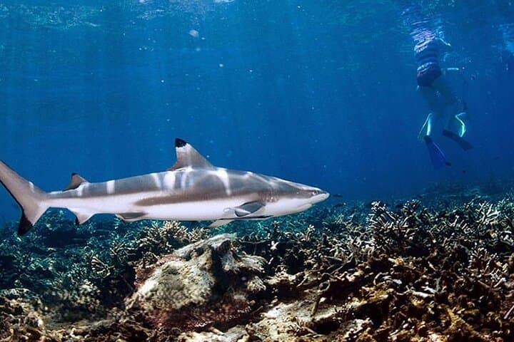 Phi Phi Longtail One-Day Tour: Maya Bay, Pi Leh Lagoon & Night Plankton Swim photo 4