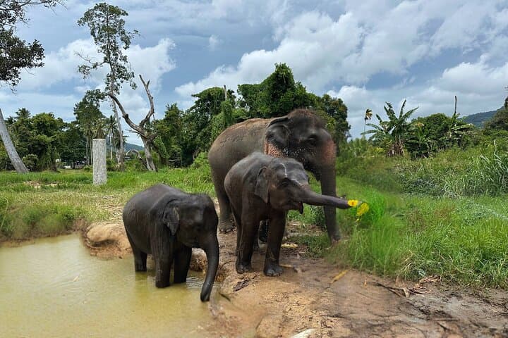 Army Jeep Jungle Safari & Elephant Freedom Rescue Centre Tour — Koh Samui Day Trip photo 3