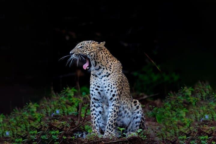 Ella to Galle: Yala Block 5 Safari & Lunugamvehera Shuttle