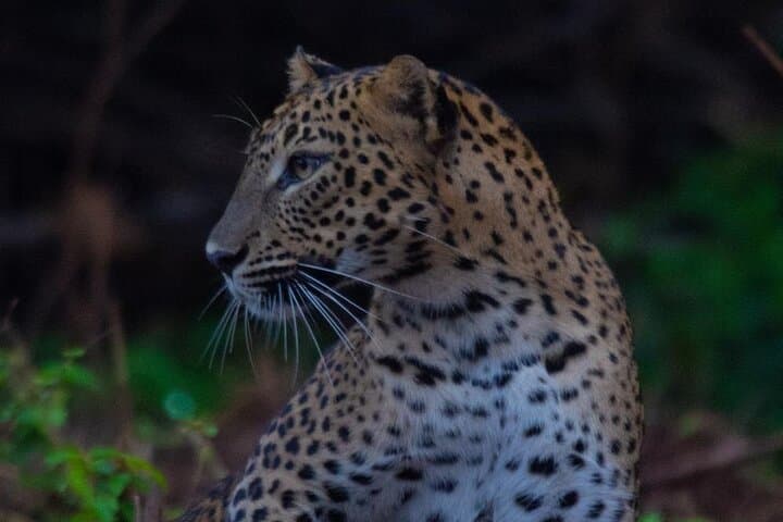 Ella to Galle: Yala Block 5 Safari & Lunugamvehera Shuttle photo 3