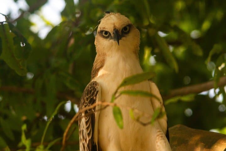 Ella to Galle: Yala Block 5 Safari & Lunugamvehera Shuttle photo 5