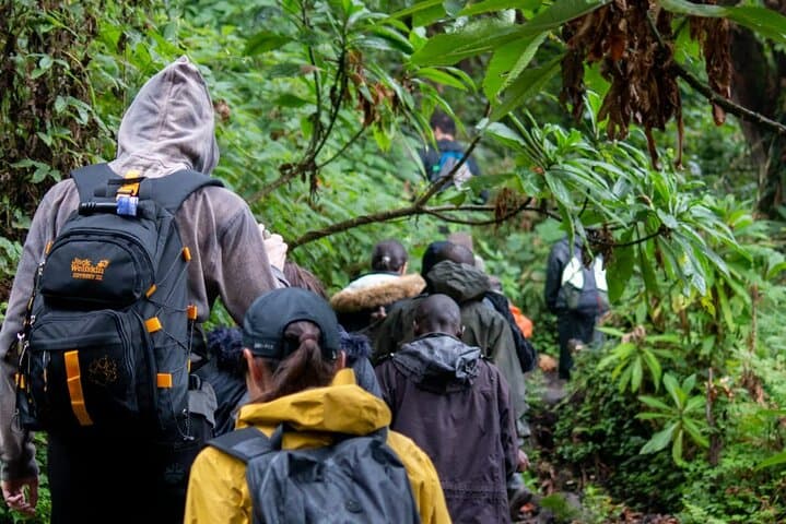 Gorilla Tracking in Volcanoes National Park — Day Trip with Hotel Pickup photo 4
