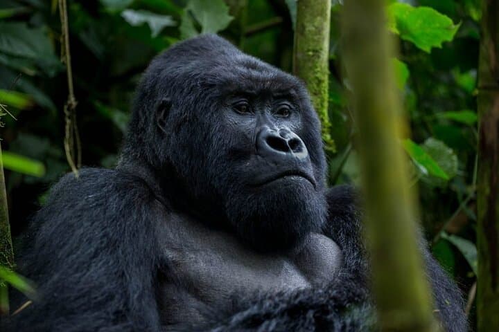 Gorilla Tracking in Volcanoes National Park — Day Trip with Hotel Pickup photo 2