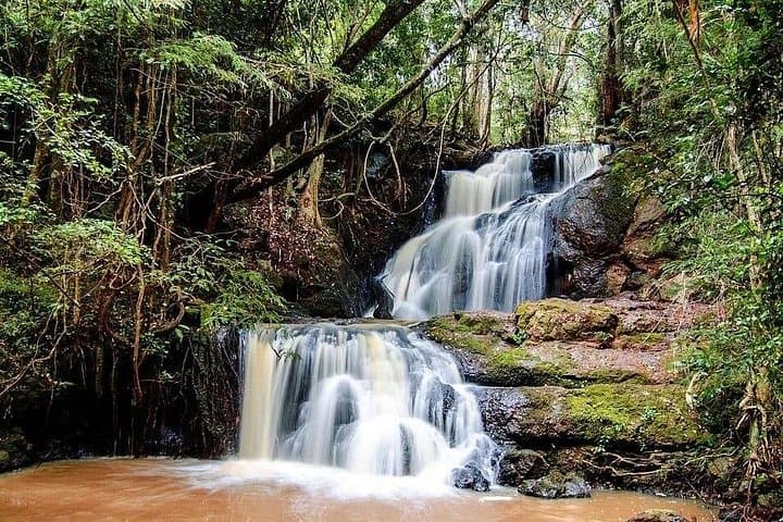 Karura Forest to Fairview Coffee Farm: Private Day Tour from Nairobi